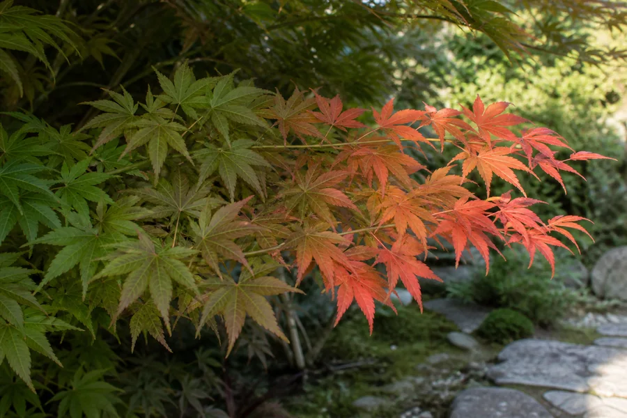 One Japanese maple branch with green shaded leaves changing gradually to intact orange-red leaves in morning light
