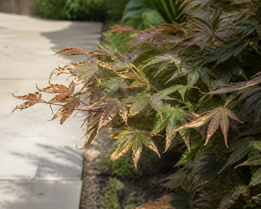 Japanese maple branch beside a pale walkway with crisp tan margins on exposed outer leaves and intact green-purple leaves farther inside the canopy.