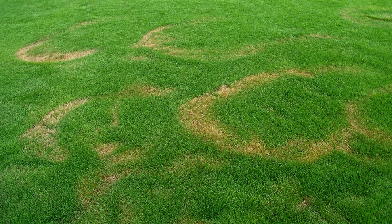 Kentucky bluegrass lawn with separate orange-brown rings and arcs surrounded by green turf.