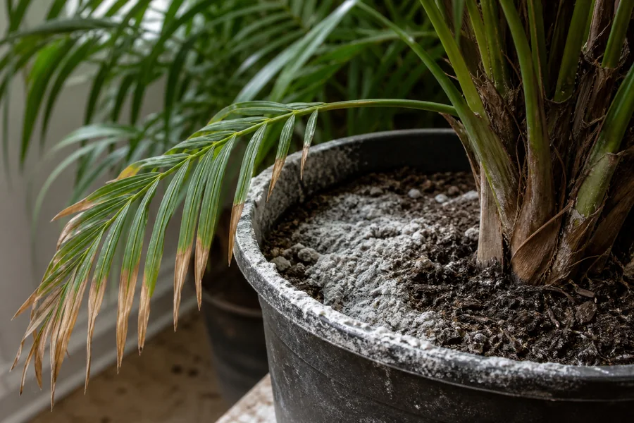 White mineral crust on Majesty Palm potting mix and the pot rim beside a green frond with crisp brown leaflet tips