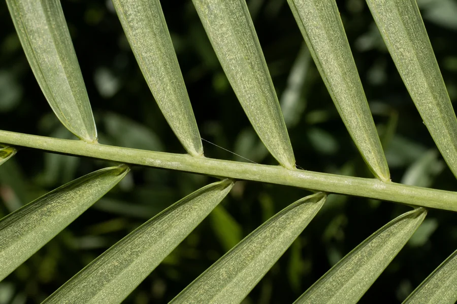 Underside of Majesty Palm leaflets covered in fine pale stippling with a few delicate web strands near the rachis