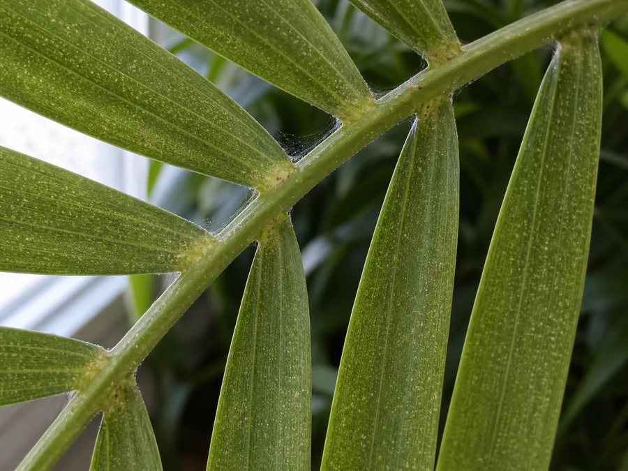 Close underside view of green Majesty palm leaflets covered in fine pale stippling with delicate webbing at the leaflet bases and a few tiny mites.