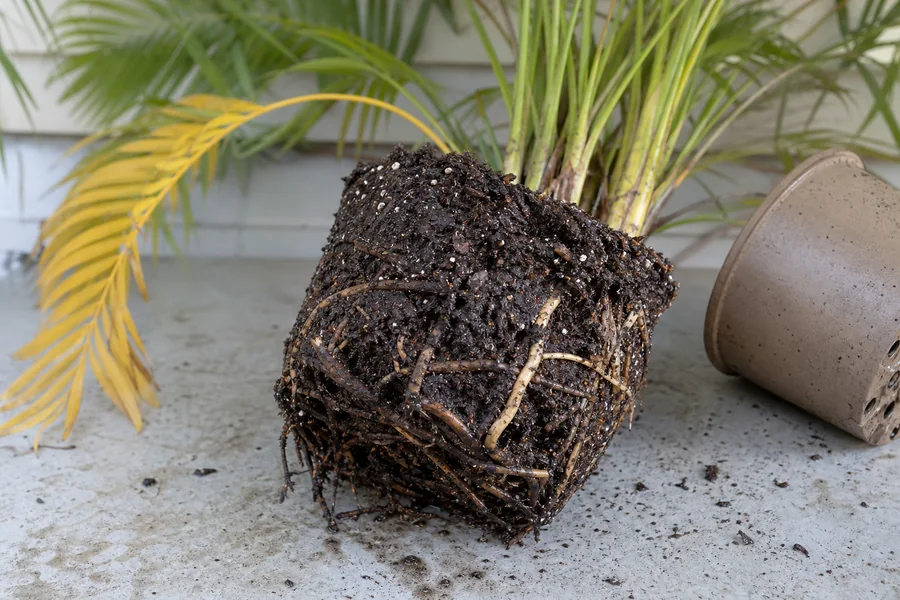 Majesty Palm root ball with saturated dark potting mix, softened dark roots, and a few remaining firm pale roots