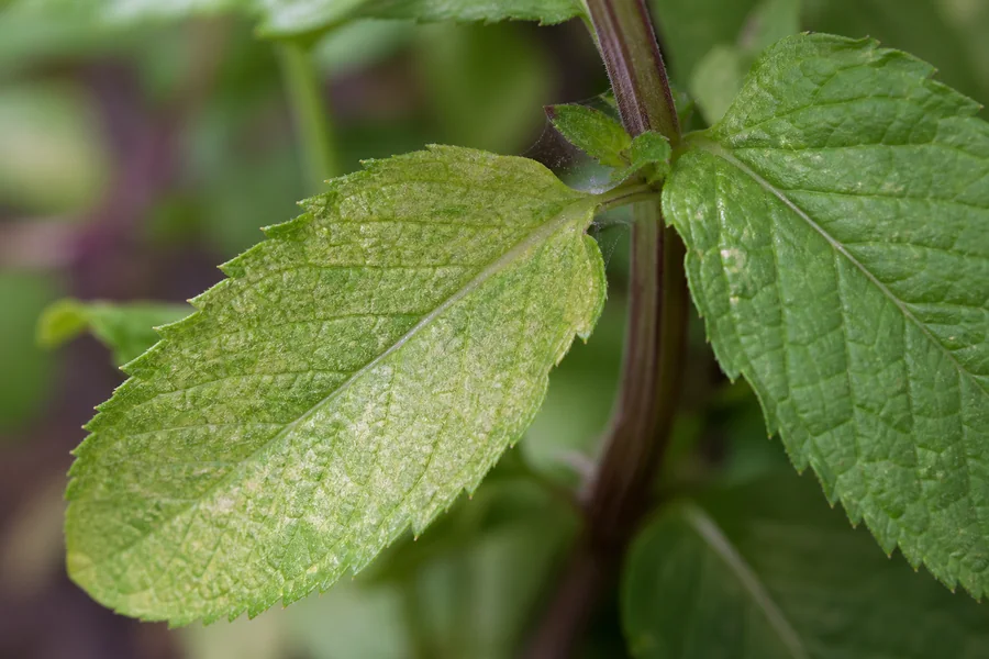Mint leaf with fine pale stippling and delicate webbing near the stem beside a healthy green leaf