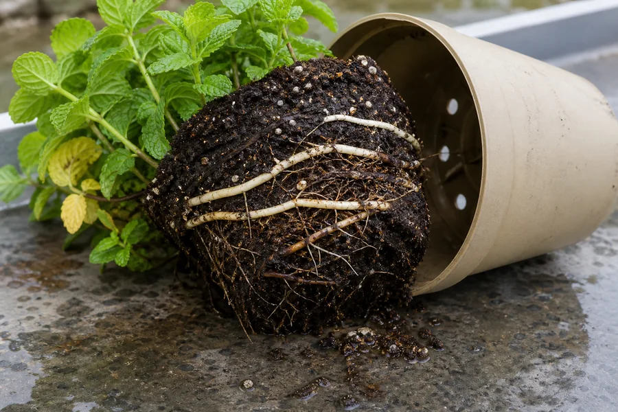 Mint root ball in saturated dark mix with dark softened roots beside firm pale roots