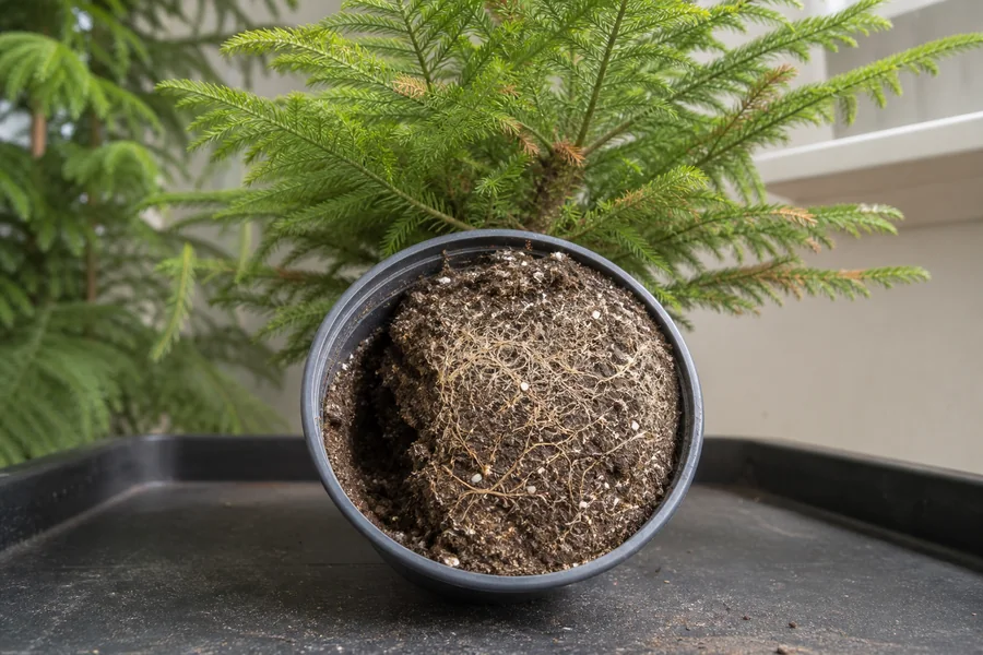 Norfolk Island Pine potting mix pulled from the pot wall with a pale dry center and brown needle tips above