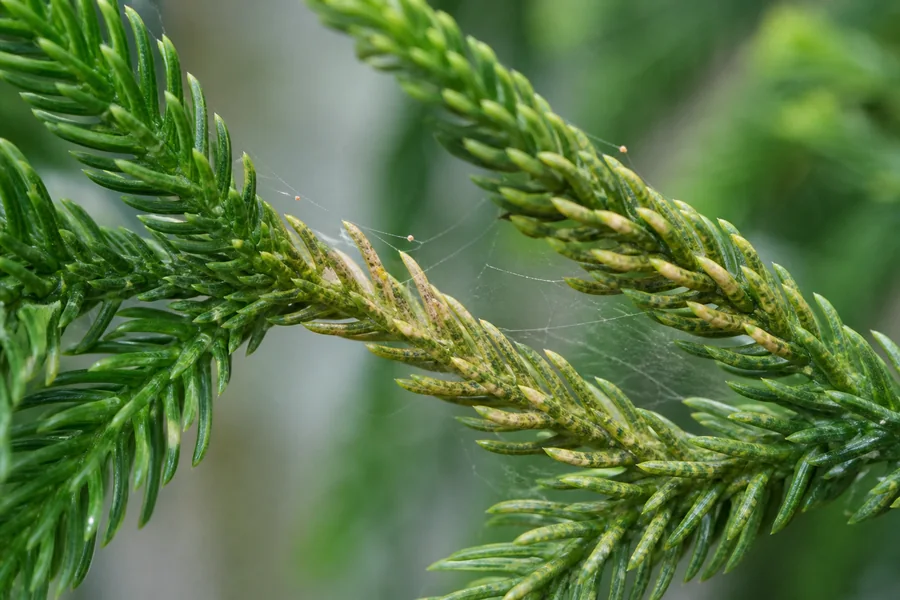 Norfolk Island Pine needles with pale stippling, bronzed areas, and delicate spider-mite webbing