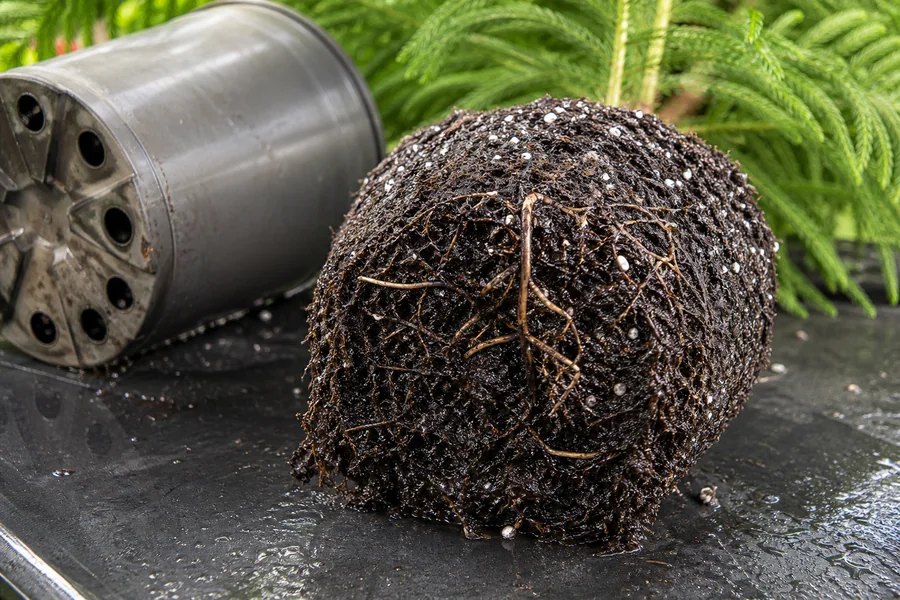 Norfolk Island Pine root ball in glossy wet mix with soft dark roots beside firm pale roots