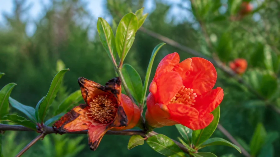 Pomegranate twig with one orange-red flower whose petal edges and center are browned beside an intact bloom and green shoot tip