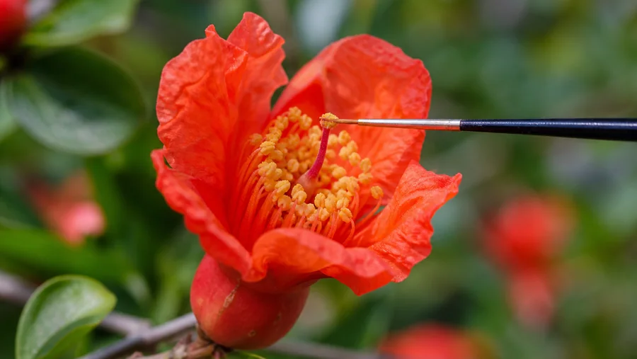 Fine-tipped brush dusted with yellow pollen touching the raised central stigma of an open rounded-base pomegranate flower