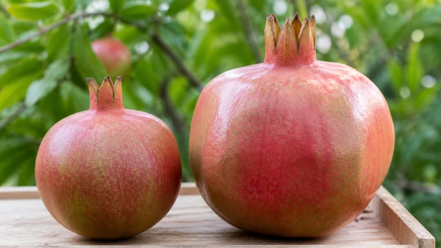 Two intact pomegranates of similar red-green color on a wooden harvest tray, with one smaller round fruit beside a larger fruit with broader angular sides and a taller crown
