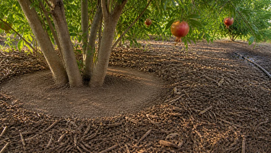 Multi-stem pomegranate with dry clear soil around the trunks, a mulch ring beyond it, and drip tubing wetting the outer root zone