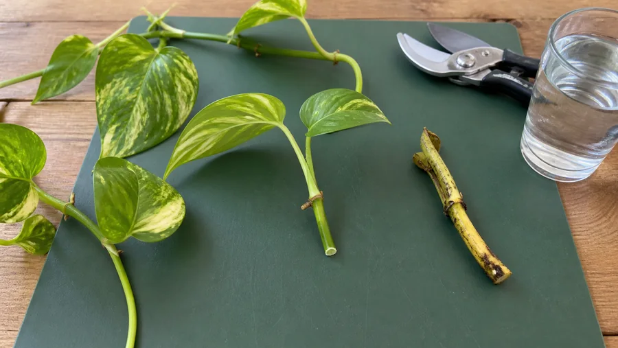 Healthy pothos cutting with a visible node and aerial-root nub on a green mat beside clean snips, water, and a separate yellow rotted stem segment.