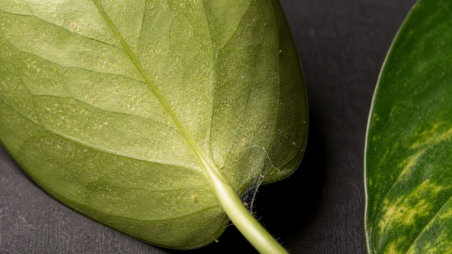Underside of a pothos leaf with fine yellow stippling, tiny tan mites, and wispy webbing near the petiole beside a clean green leaf.