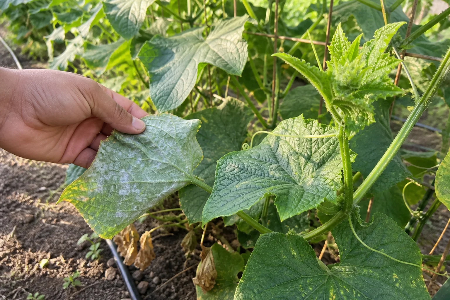 Gardener turns an older cucumber leaf with powdery mildew while the nearby growing tip remains clean and green.