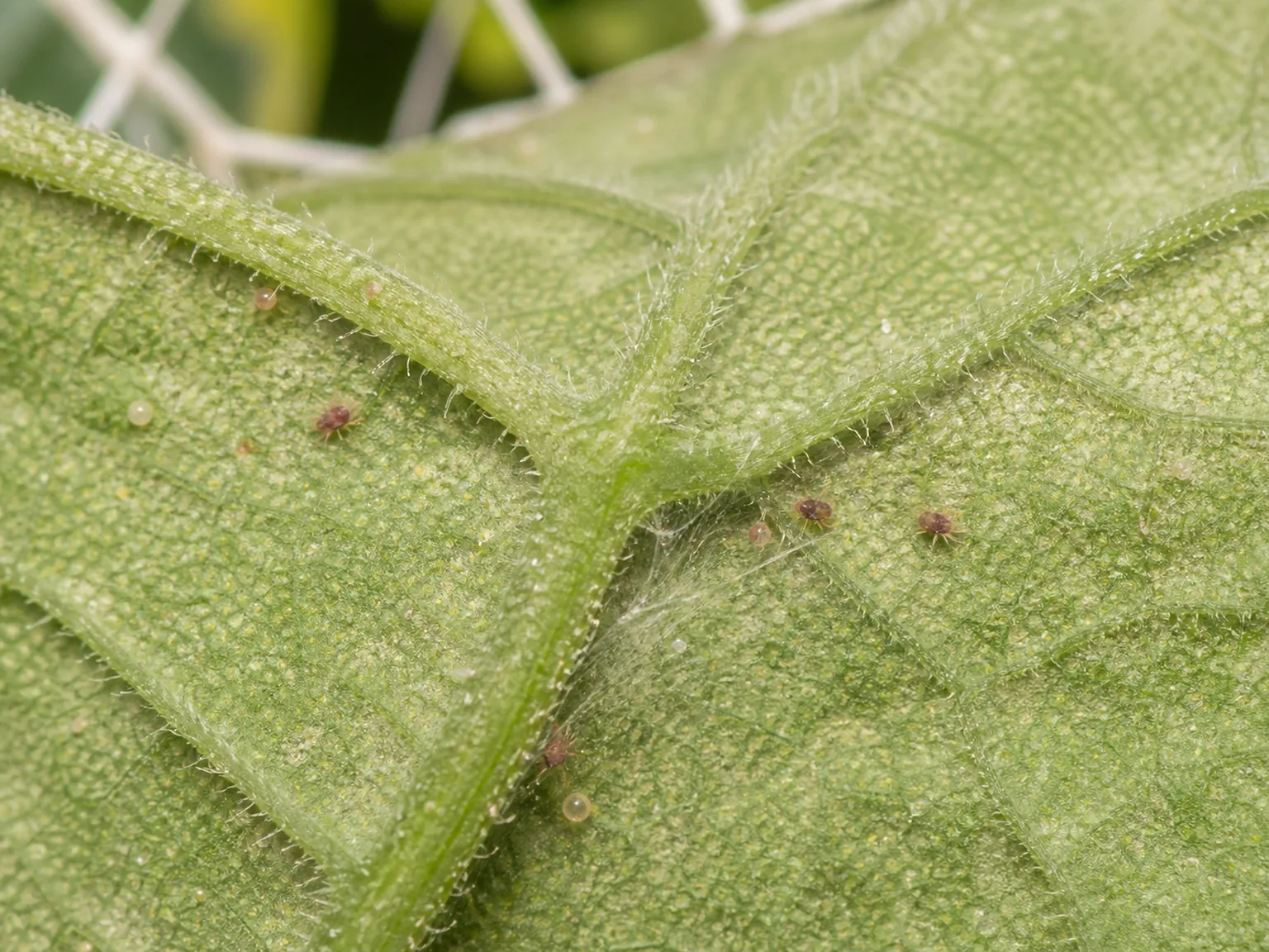 A cucumber leaf underside has fine pale stippling, tiny reddish spider mites, eggs, and delicate webbing at a vein junction.