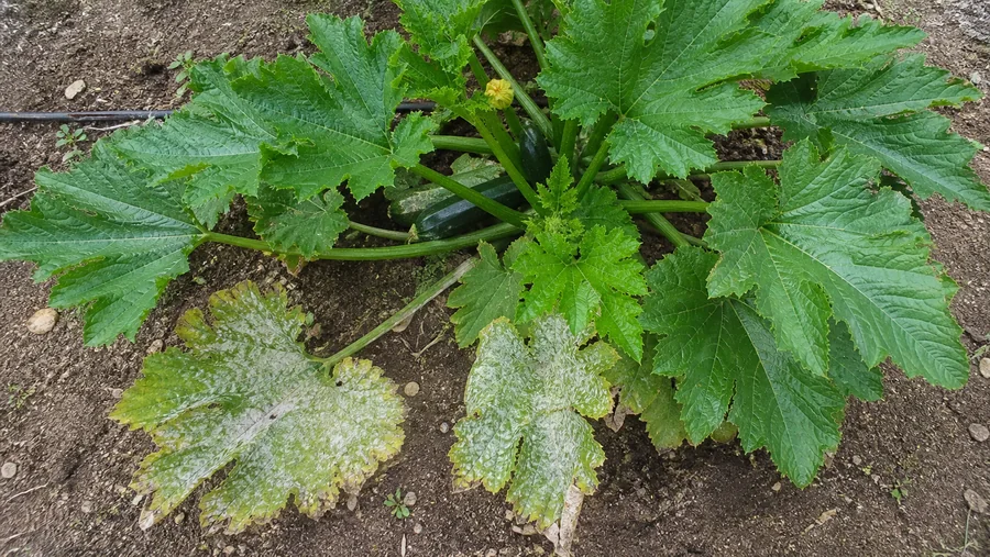 Zucchini crown viewed from above with mildew on a few older lower leaves and a larger area of firm green upper canopy shading developing fruit.