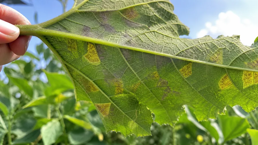 Underside of a lifted zucchini leaf with angular lesions bounded by veins and gray-purple fuzzy growth opposite yellowed tissue.
