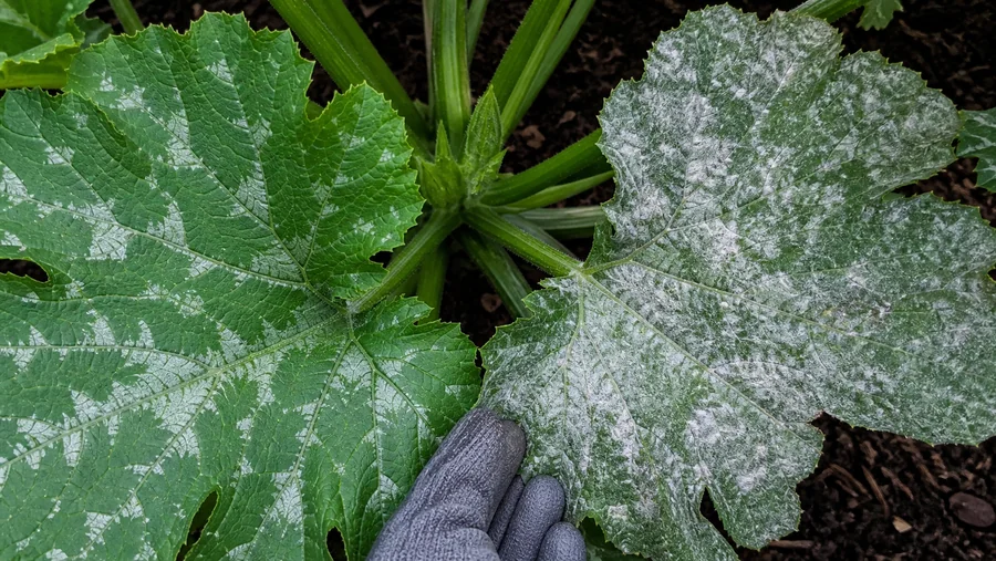 Two attached zucchini leaves viewed from above, with flat angular silver markings along the veins on one leaf and raised irregular white mildew patches crossing veins on the other.