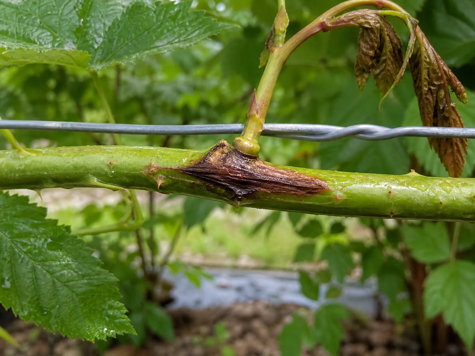 A reddish-brown raspberry cane blight canker begins where a green cane rubbed against trellis wire, with a wilted lateral above.