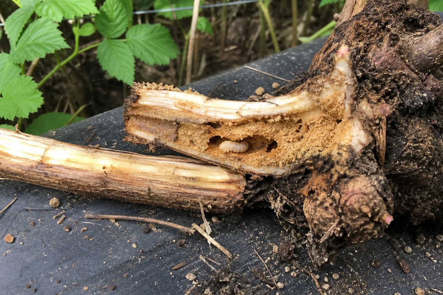 A split raspberry lower cane and crown reveal a cream borer larva, hollow tunnel, and sawdust-like frass.