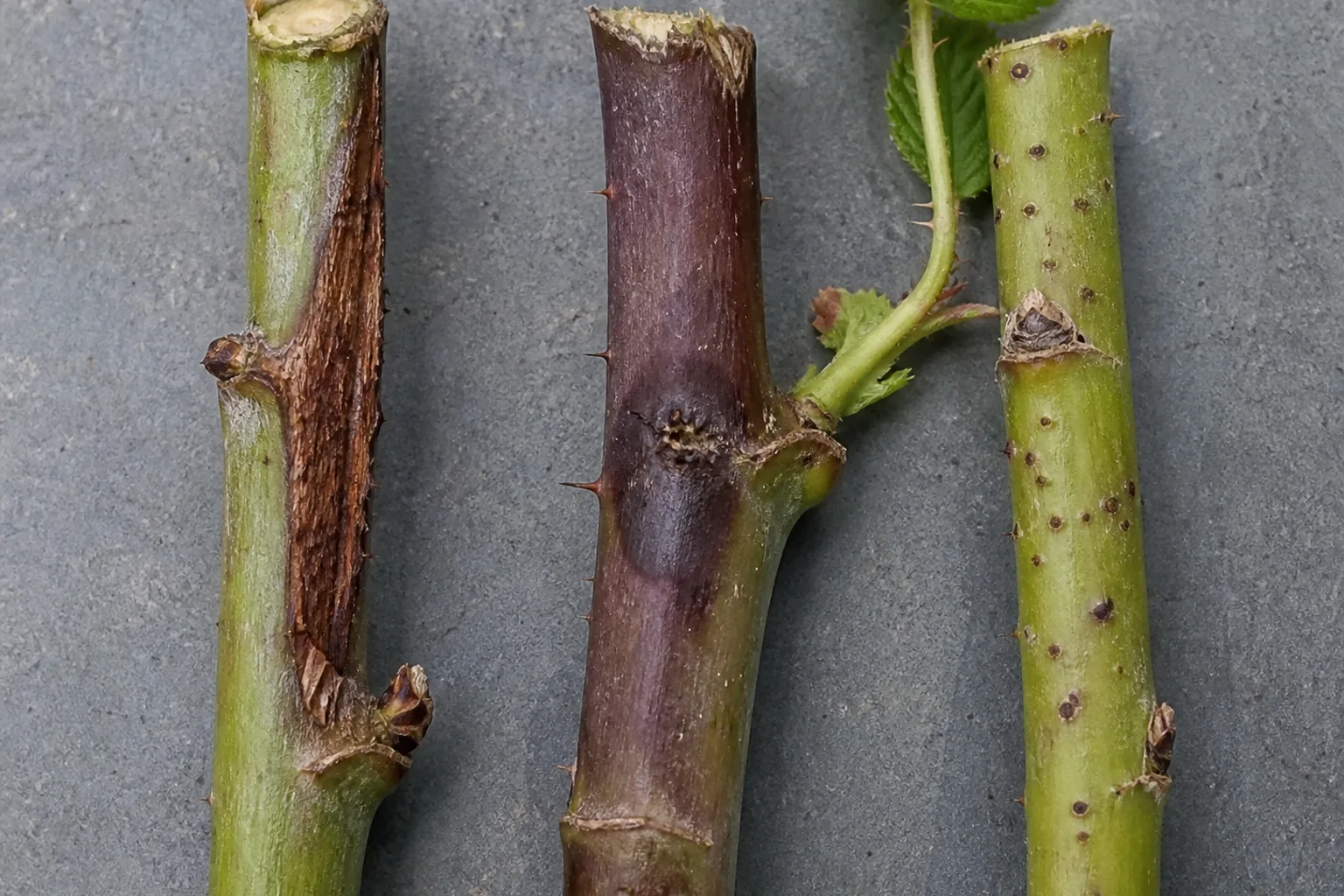 Three raspberry cane segments show a wound-centered canker, a purple lesion below a node, and small pale sunken pits between nodes.