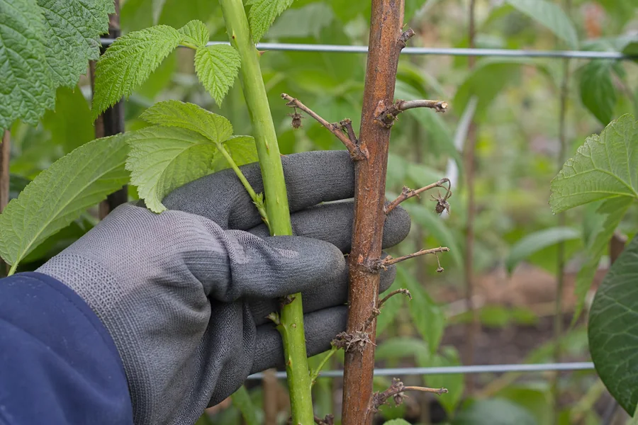 Gloved hand separating a smooth green raspberry cane from a brown cane bearing short old fruiting laterals on the same trellis.