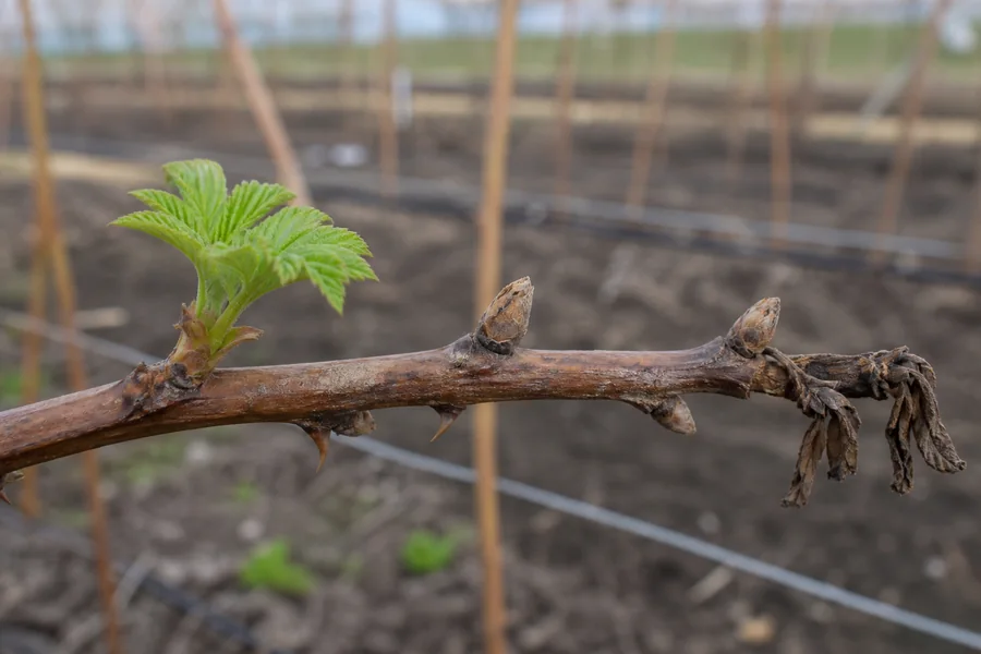 Brown raspberry cane in early spring with one green leafy bud beside two dry unopened buds and a collapsed dead lateral.