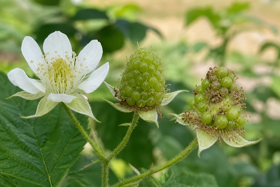 Attached raspberry cluster with one white flower, one full green berry, and one sparse green fruit missing many drupelets.