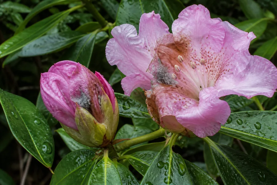 Rain-wet pink rhododendron bud and partly opened flower with brown water-soaked patches and localized gray fuzzy mold.