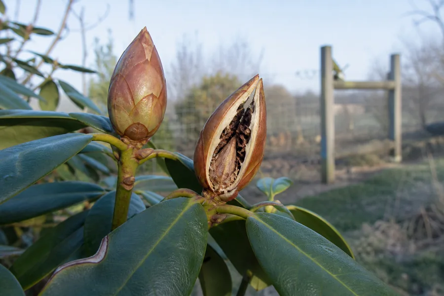 Rhododendron branch with a smooth unopened bud beside a split brown bud showing dark dry flower tissue after cold exposure.