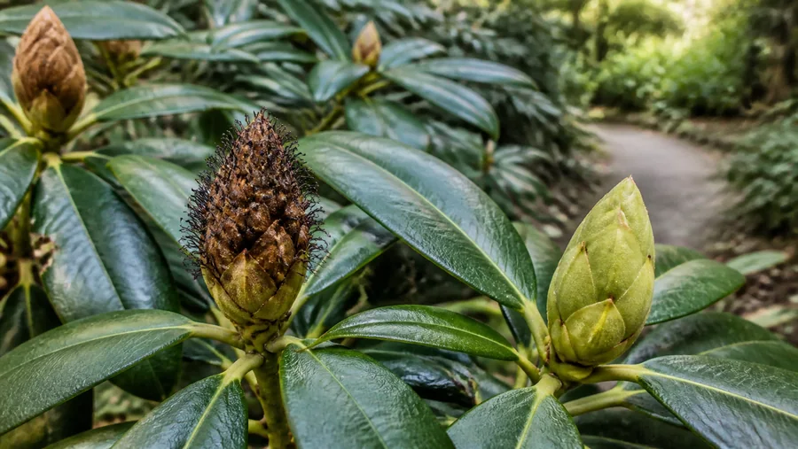 Brown unopened rhododendron bud covered with tiny black bristles beside glossy green leaves and a healthy plump flower bud.
