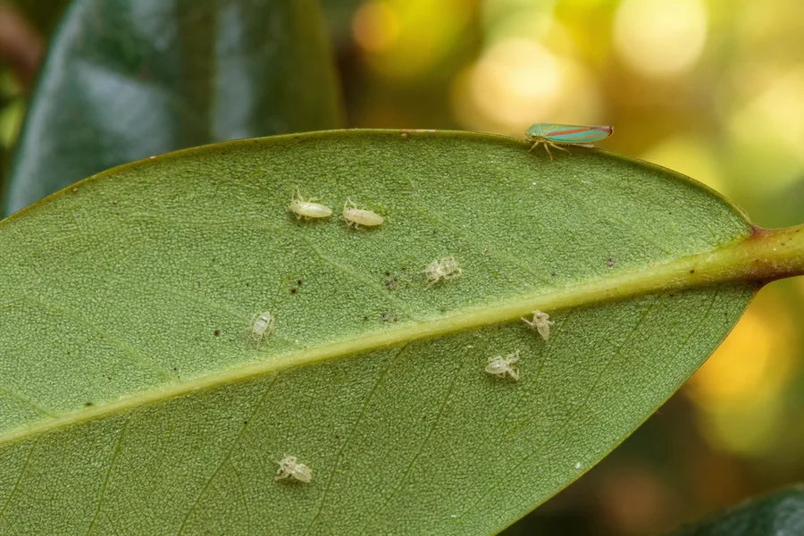 Underside of a rhododendron leaf with creamy leafhopper nymphs, several white cast skins, and a small blue-green adult with orange wing stripes.