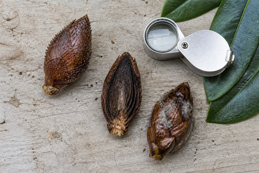 Three rhododendron buds on a potting bench showing black bristles, a dark dry cut interior, and soft gray mold beside a hand lens.