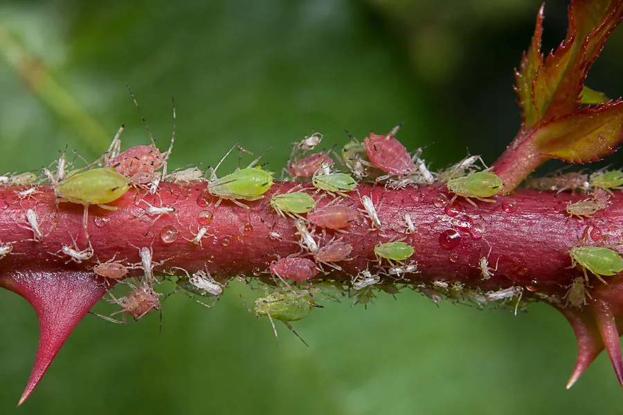 Green and pink aphids, white cast skins, and clear honeydew droplets on a red rose stem