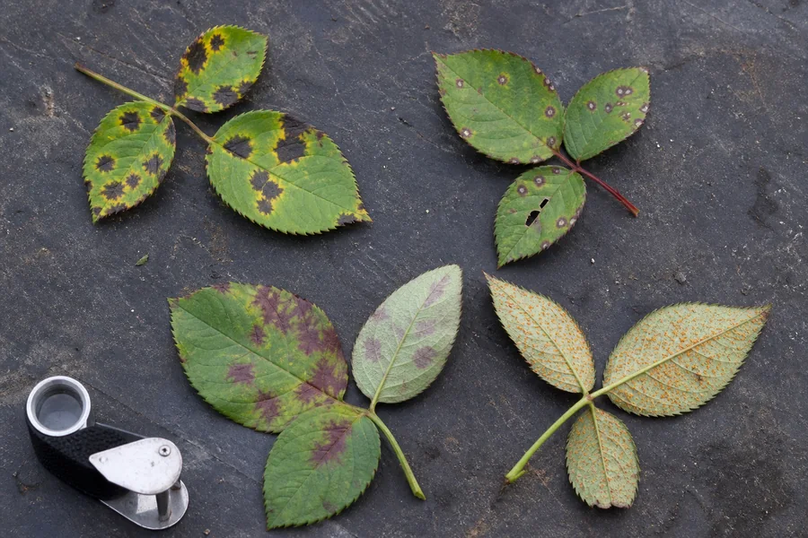 Rose leaves showing black spot, pale-centered anthracnose, angular downy mildew patches, and orange rust pustules