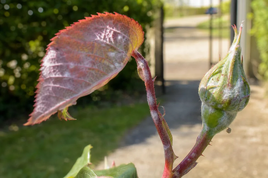 Curled red rose leaflet, tender shoot, and closed bud with patchy white powdery mildew on the sepal