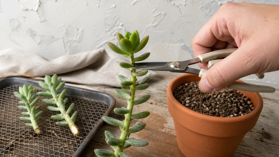 Healthy Sedum tip being cut while earlier cuttings dry on mesh beside a gritty propagation pot