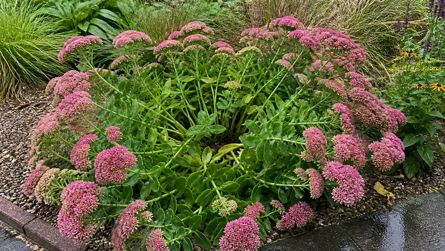 Healthy upright stonecrop clump with firm flowering stems leaning outward from an open center after rain
