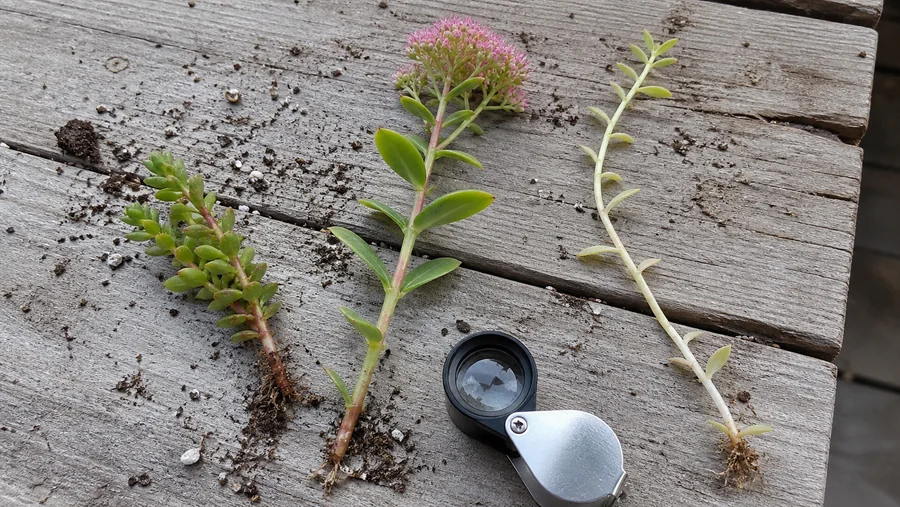 Compact creeping, healthy upright flowering, and pale etiolated Sedum stems compared on a potting bench