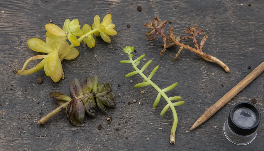 Four Sedum samples with different tissue textures arranged around a wooden moisture probe on a dark potting bench