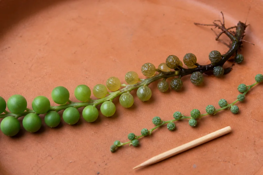 Continuous String of Pearls vine changing from firm green pearls through translucent olive pearls to a dark wet stem beside a shorter dry wrinkled vine