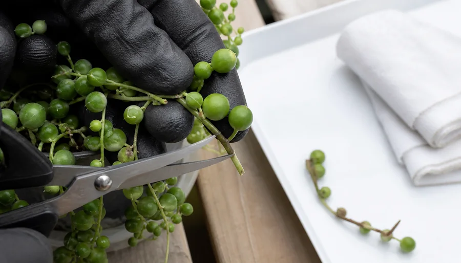 Clean snips cutting a firm green String of Pearls stem while a discarded brown soft vine lies on a white tray