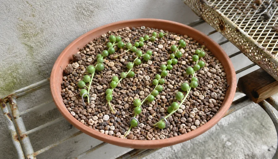 Firm String of Pearls cuttings pinned by bare nodes onto gritty mix in a shallow terracotta dish