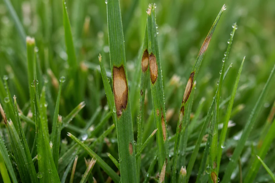 Upright tall fescue blades with irregular tan lesions bordered by dark brown tissue among dew-covered green blades