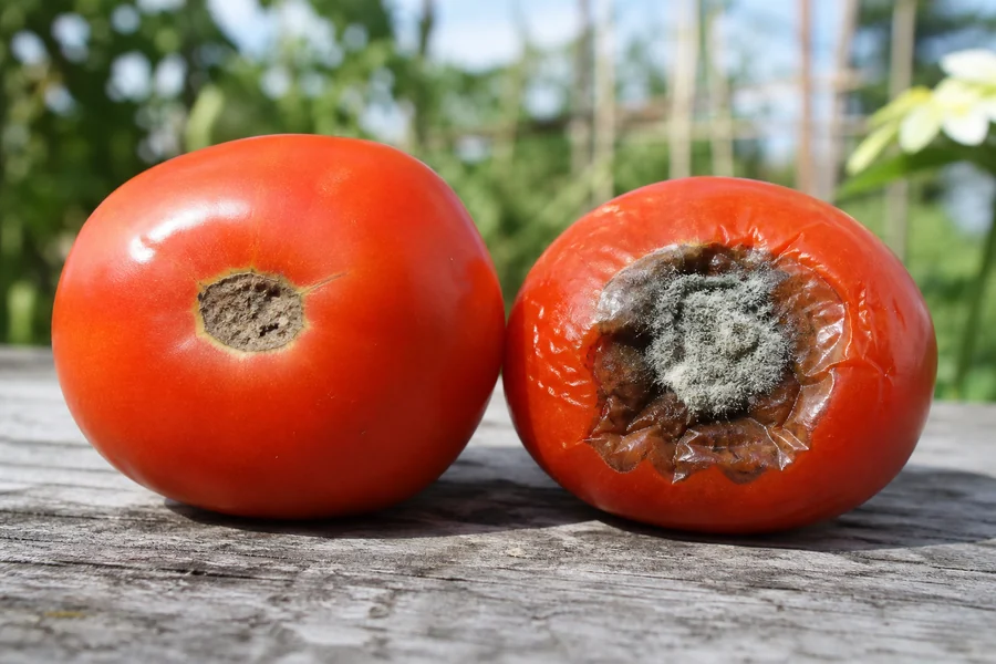 Two ripe tomatoes with blossom ends facing forward, one with a small dry scar and one with fuzzy mold and collapsed wet tissue
