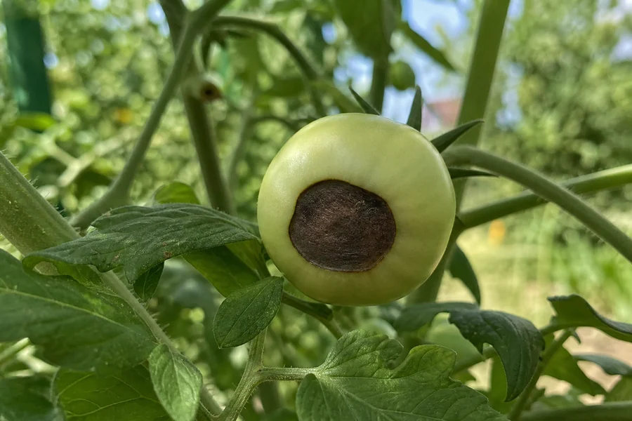 Green tomato on the vine with a dark dry sunken leathery lesion centered on the blossom end