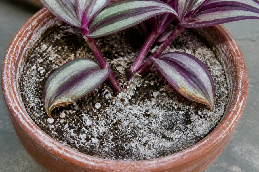 White-gray mineral crust on a Tradescantia zebrina pot rim and soil surface beneath leaves with several browned margins