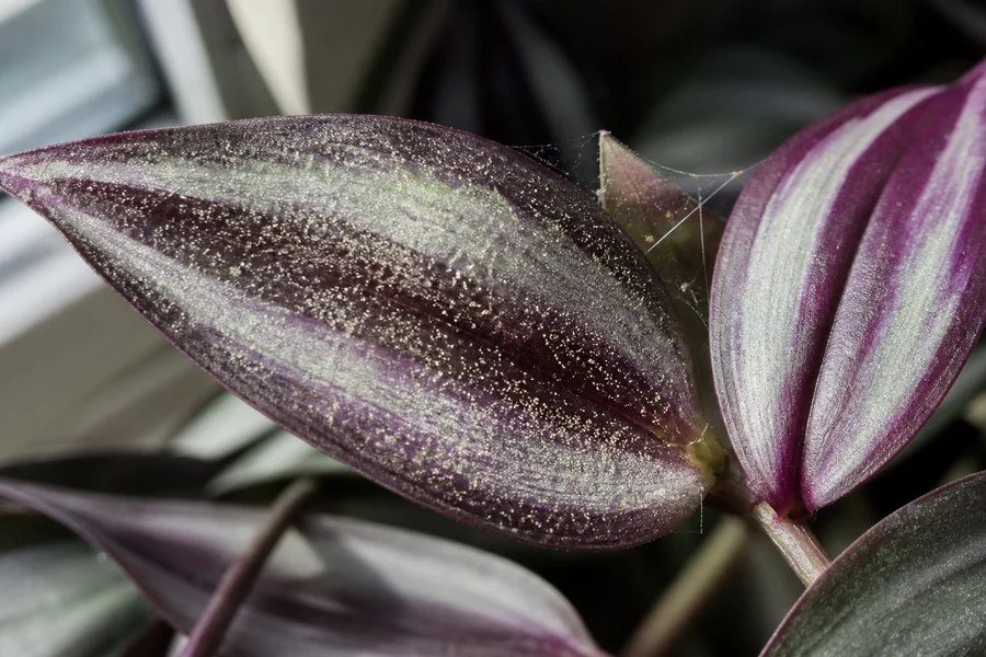 Tradescantia zebrina leaf with fine pale stippling and delicate webbing near the sheath beside a normally striped leaf