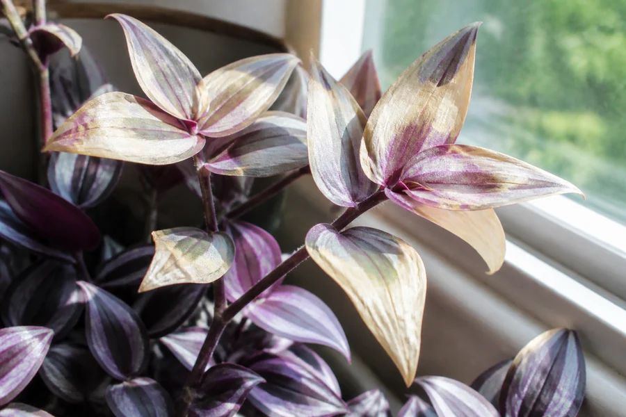 Window-facing Tradescantia zebrina leaves with pale bleached patches and dry tan margins above shaded leaves that retain purple-silver stripes